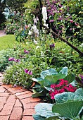 Cabbages in flowering garden