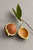 A fresh macadamia nut