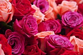 Roses in various shades of red and pink