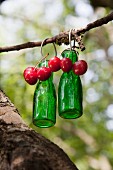 Green glass bottles and cherries hanging from branch