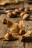 An autumnal arrangement with hazelnuts