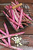 Fresh borlotti beans in a wire basket on a wooden table