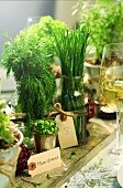 Various herbs in glasses and metal containers in the middle of the table