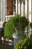 Foliage plant on top of old milk churn outside wooden house in autumn sunshine
