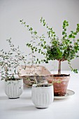 Bonsai trees in terracotta pot next to white pots