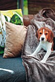 Dog sitting on comfortable bench outdoors