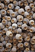 Dried poppy seedheads