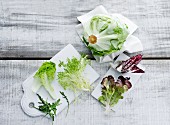 An arrangement of lettuce leaves