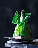 Pointed cabbage on a metal plate