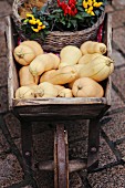 Butternut squashes and colourful chilli plaints in wooden wheelbarrow