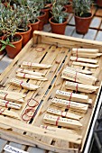 Wooden markers for labelling herbs in garden in front of small potted lavender plants