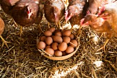 Hen's eggs in a basket with live hens
