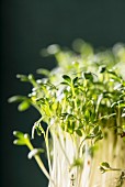 Fresh cress (close-up)