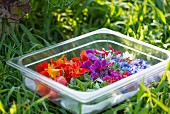 Various edible flowers in a plastic container