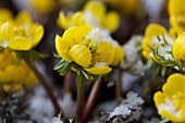 Winter aconite in the snow