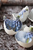 Grape hyacinths in egg shells with insides painted silver