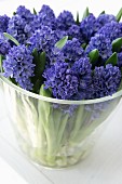 Blue hyacinths in a wide glass vase