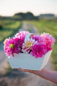 Pink dahlias in white wooden trug