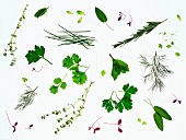 Various fresh herbs on a white surface (seen from above)