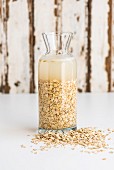 Softened oats in a glass carafe