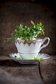 Fresh cress in a porcelain cup