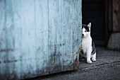 Katze neben Holztür eines Schuppens sitzend
