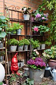 Potted plants on decorative metal shelves against garden wall