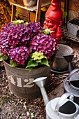 Arrangement of hydrangeas in zinc bucket, zinc watering can and red garden gnome in garden