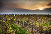 A vineyard in the evening sunshine