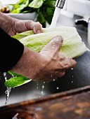 A man washing cos lettuce under running water in a kitchen sink