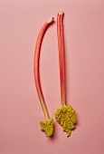 Two stalks of rhubarb on a pink surface (seen from above)