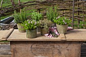 Various herbs in vintage containers on wooden surface outdoors