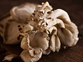 Fresh oyster mushrooms on a wooden surface