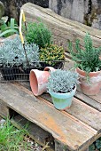 Various potted herbs in wire basket on rustic wooden pallet in garden