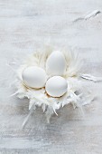 Goose eggs in a feather nest