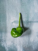 A green Pimiento de Padron chilli pepper