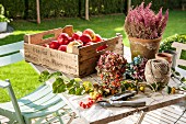 Crate of fresh apples, flowers, garden secateurs and ball of string on garden table