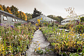 Perennials nursery in autumn