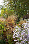 Bright autumn colours in herbaceous borders of natural-style garden