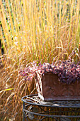 Sedum in terracotta window box in front of yellow autumnal grasses