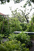 Path leading between fruit trees and dense planting in garden