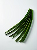 Pandan leaves on a white surface (seen from above)