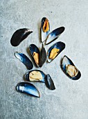 Mussels on a grey surface