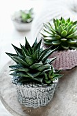 Potted succulents in knitted cosies