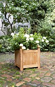 Panicle hydrangea planted in DIY wooden planter