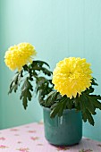 Potted yellow chrysanthemums in front of turquoise wall