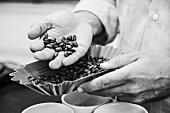 A coffee tester checking coffee beans (black-and-white shot)