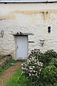 Flowering rose bushes outside door in vintage house façade decorated with weathered animal skulls
