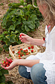 A woman picking strawberries in a field