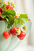 Strawberries on sprigs hanging over the edge of a porcelain bowl